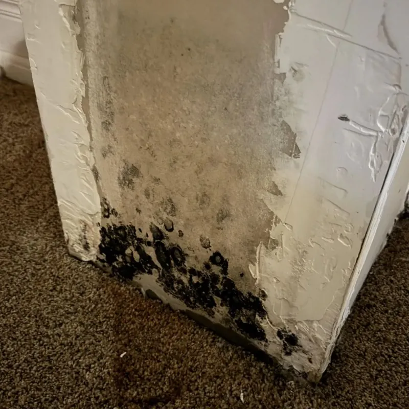 Professional Mold Removal in Belle, MO